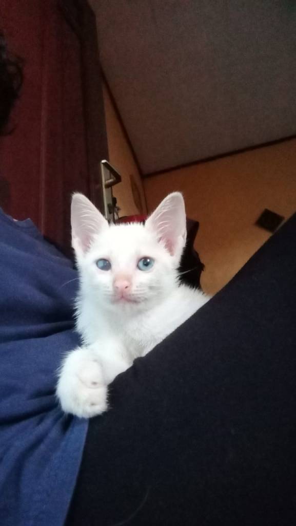 WhatsApp Image 2020-03-23 at 11.42.45