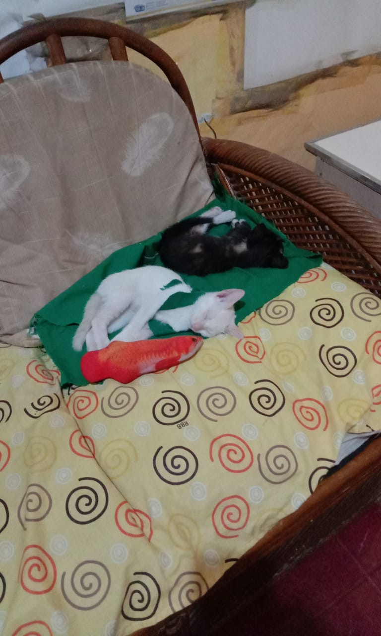 WhatsApp Image 2020-03-23 at 13.19.21