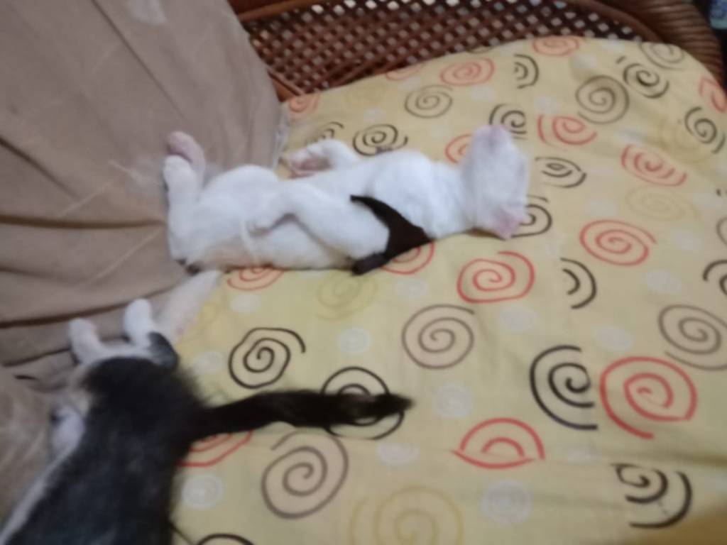 Posisi tidur kucing dan tempat tidur kucing saya yang agak aneh
