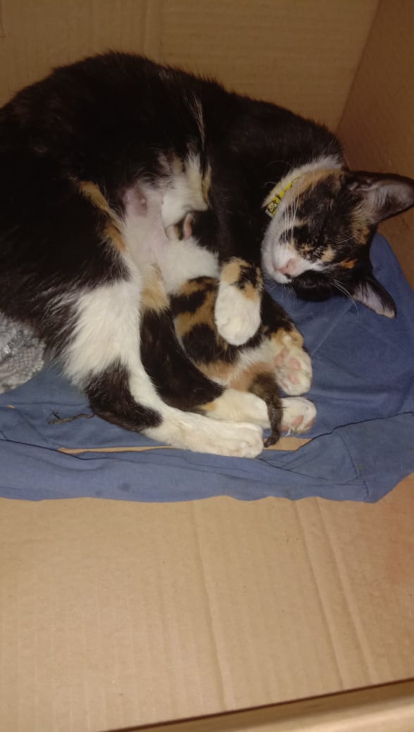 Panik, kucingku melahirkan di rumah! Ini tanda-tanda kucing&nbsp;melahirkan