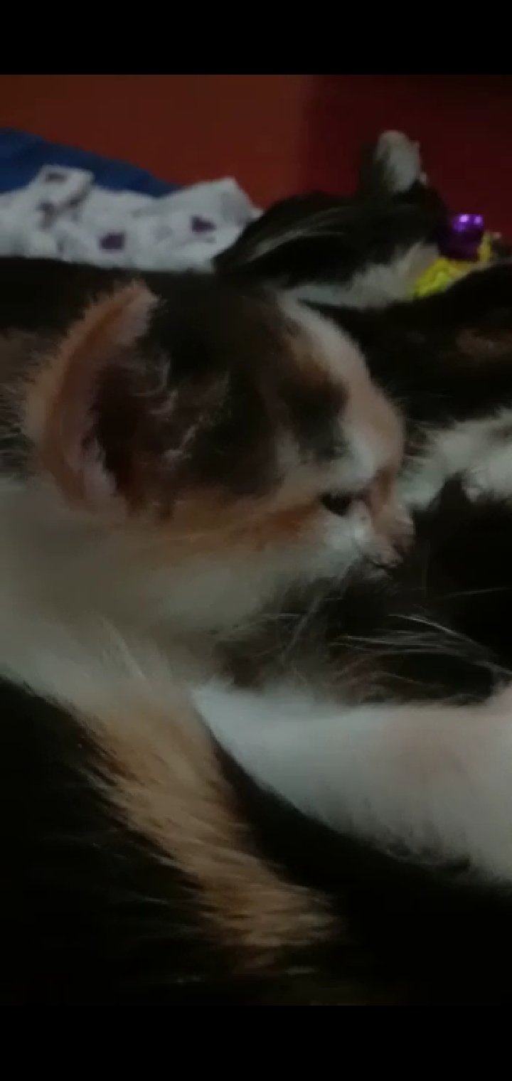 Bayi kucing sedang menyusui
