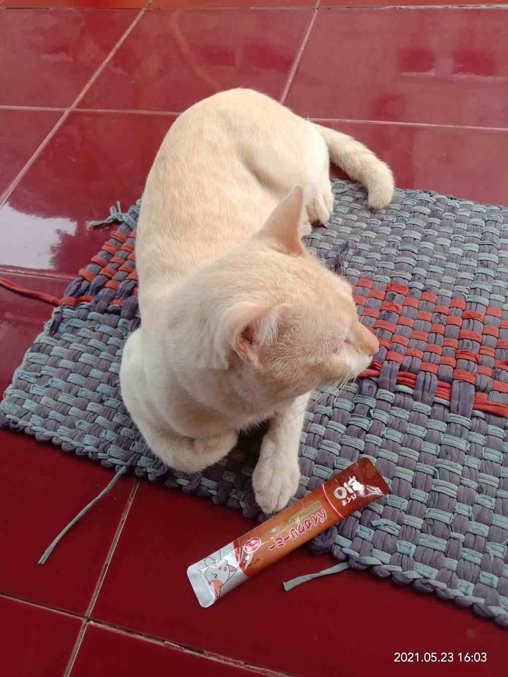 snack kucing murah